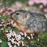 lemmings
