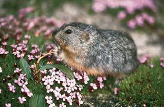 lemmings