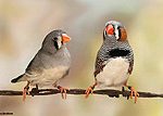 diamant_mandarin_couple