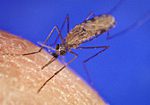 anopheles_gambiae