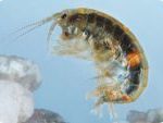 gammare_parasite