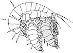 gammares_amplexus_v
