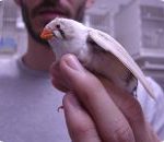 mandarin_old