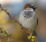 moineau