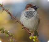 moineau