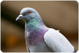 pigeon