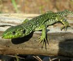 lezard