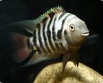 cichlid2