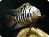 cichlid2