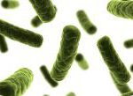 bacteria2014