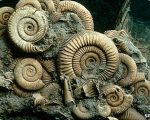 ammonite