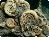 ammonite