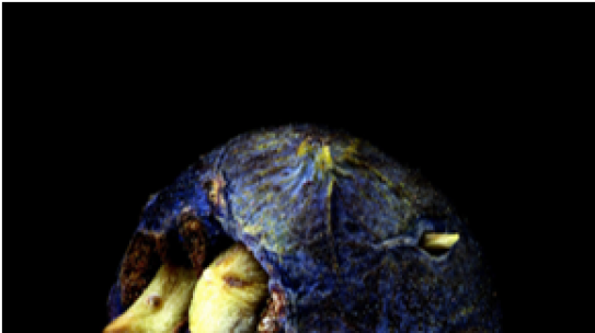 Exposition « La Graine en grand »